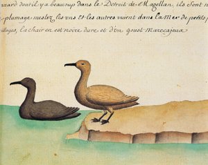Gänse, Magellanstraße, Aquarell aus dem Logbuch von Jacques Gouin de Beauchesne (1652-1730), Kapitän der Compagnie royale de la Mer du Sud, von 1698 bis 1701