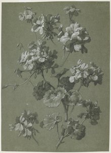 Geranie (Pelargonium sp.), ca. 1800 von French School