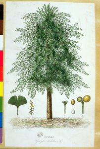 Ginkgo biloba Baum