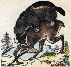 Vielfraß. Gravur in „Alphabet der wilden Tiere“. 9. Serie. Bildsprache von Epinal, Pellerin, Drucker-Verleger, um 1870. Holzschnitte, schabloniert. 16 Seiten. Private Sammlung