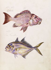 Gollah etc., ca. 1850