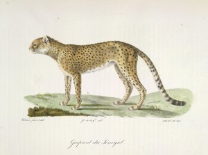 Gepard aus dem Senegal, aus Histoire Naturelle des Mammifères von French School