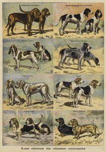 Jagdhunde von French School