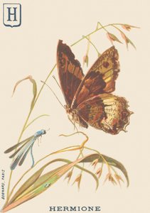 Hermione (Hipparchia hermione oder Kleiner Waldportier)