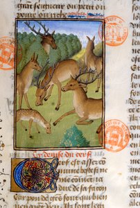 Herde von Hirschen, aus dem Livre de la Chasse von Gaston Phebus de Foix (1331-91) von French School