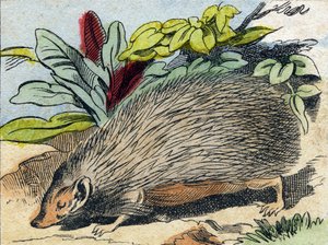 Igel. Gravur in "Buffon Alphabet des Animaux"