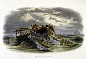 Heringsfischen - in „Histoire naturelle de Lacepède“ von French School