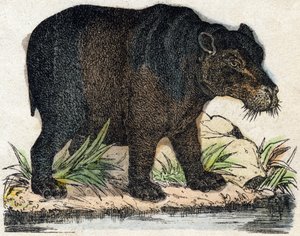 Nilpferd. Gravur in "Alphabet des animaux sauvages". 9. Serie. Bilder von Epinal, Pellerin, Drucker-Verleger, um 1870. Holzschnitte, schabloniert. 16 Seiten. Dim: 20 x 15 cm. Private Sammlung. von French School
