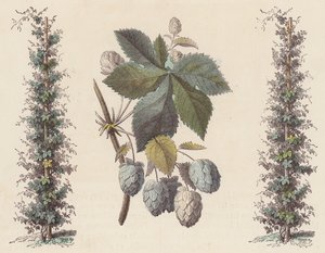 Hopfen für die Bierherstellung