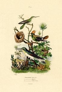 Kolibris