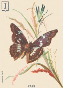 I: Iris (Apatura iris oder Großer Schillerfalter)
