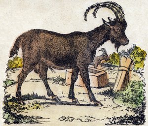 Steinbock. Gravur in „Alphabet der wilden Tiere“. 9. Serie. Bildsprache von Epinal, Pellerin, Drucker-Verleger, um 1870. Holzschnitte, schabloniert. 16 Seiten. Private Sammlung von French School