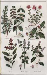 Illustration aus "Mon docteur, traite de medecine et d