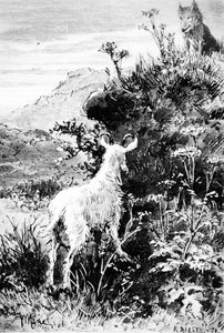 Illustration aus Mr. Seguins Ziege von Alphonse Daudet