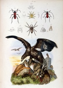 Illustration eines Adlers, der ein Kaninchen tötet, mit Spinnen darüber von French School