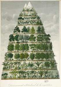 Illustration der verschiedenen Vegetationstypen in unterschiedlichen Höhenlagen von French School