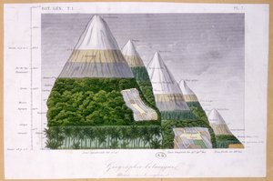 Illustration der verschiedenen Vegetationstypen in unterschiedlichen Höhenlagen von French School