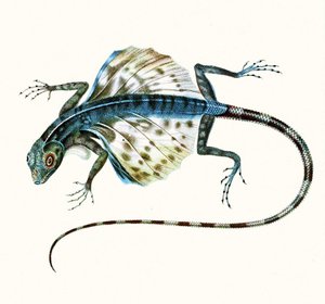 Illustration der Gleitenden Eidechse - Draco Volans, 1831 von French School