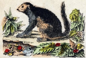 Indri (Lemur). Gravur in "Alphabet des animaux sauvages". 9. Serie. Bilder von Epinal, Pellerin, Drucker-Verleger, um 1870. Holzschnitte, schabloniert. 16 Seiten. Dim: 20 x 15 cm. Private Sammlung. von French School