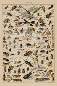Insekten
