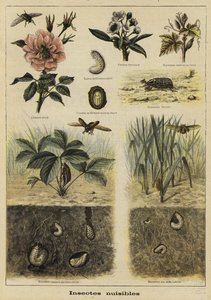 Insekten, die der Landwirtschaft schaden von French School