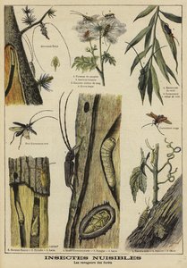 Insekten, die Bäumen schaden von French School