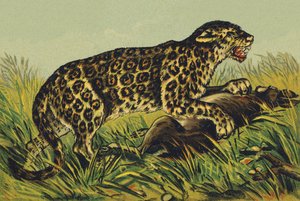J wie Jaguar