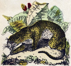 Jaguar. Gravur in „Alphabet der wilden Tiere“. 9. Serie. Bildersammlung von Epinal, Pellerin, Drucker-Verleger, um 1870. Holzschnitte, schabloniert. 16 Seiten. Dim: 20 x 15 cm. Private Sammlung