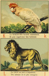 K als Kakadus und L als Löwe