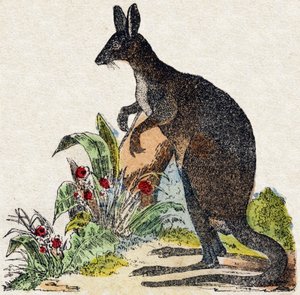 Känguru. Gravur in „Alphabet der wilden Tiere“. 9. Serie. Bildsprache von Epinal, Pellerin, Drucker-Verleger, um 1870. Holzschnitte, schabloniert. 16 Seiten. Private Sammlung von French School