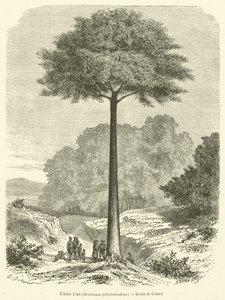 Der Milchbaum, Brosimum galactodendron (Stich) von French School