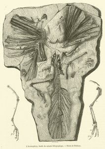 Der Archaeopteryx, Fossil des lithographischen Kalksteins (Gravur) von French School