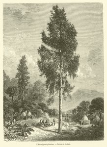 Der Eukalyptus globulus von French School