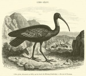 Der Riesige Ibis, entdeckt 1876 am Mekong-Ufer, Kambodscha von French School