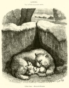 Der weiße Bär (Stich) von French School