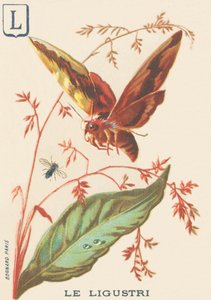 Ligustri (Sphinx ligustri oder Liguster-Schwärmer)