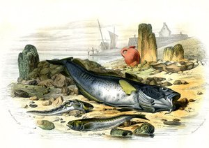 Die eierlegende Schleimfisch (Blennius viviparus), unten die Petermännchen und der Kabeljau - Tafel aus Histoire Naturelle von Bernard Germain de Lacepede (1856-1925), Ausgabe P.Furme, Paris