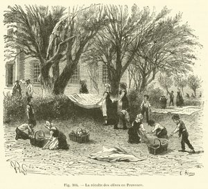 Olivenernte in der Provence von French School