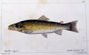 Die gemeine Forelle nach „Histoire naturelle des poissons“ von Cuvier, Valenciennes, Paris von French School