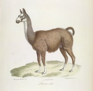 Lama, Männchen, aus Histoire Naturelle des Mammifères von French School