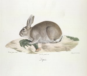 Lapin, Kaninchen, aus Histoire Naturelle des Mammifères (Farblithographie) von French School