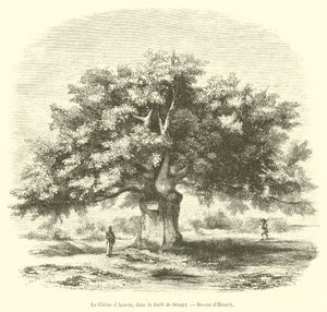 Die Eiche von Antein im Wald von Senart von French School