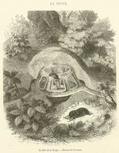 Der Maulwurfshügel von French School