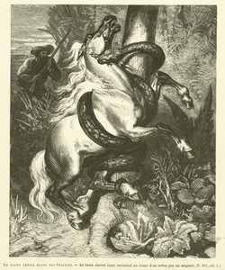 Das große weiße Pferd der Prärien (Gravur) von French School