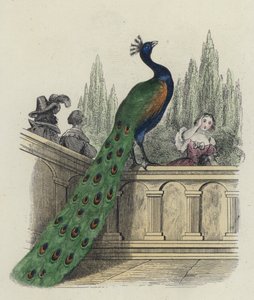 Der Pfau beklagt sich bei Juno