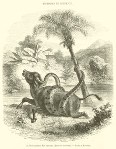 Der Sucuruyuba oder Wasserboa, Eunectis murinus (Gravur) von French School