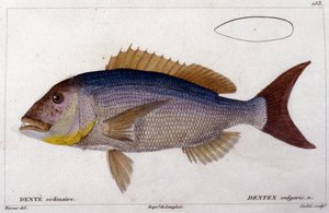 Le dentex nach „Histoire naturelle des poissons“ von Cuvier, Valenciennes, Paris von French School