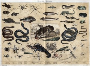 Les animaux nuisibles. Gravur von 1860 in „les Recreations instructives“ Synoptisches Gemälde von Jules DELBRUCK. Private Sammlung von French School