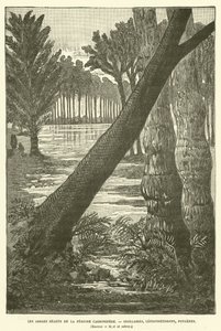 Die Riesenbäume der Karbonzeit von French School