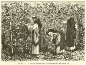 Die burgundischen Mönche, die im Mittelalter den Weinberg kultivierten von French School